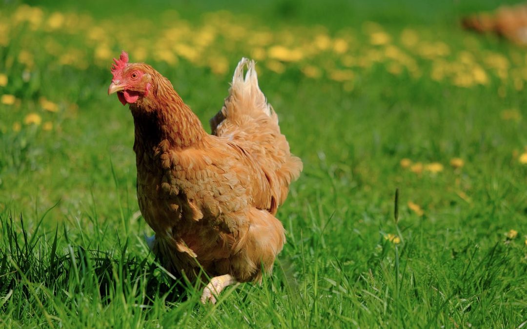3 bonnes raisons d’avoir des poules dans son jardin